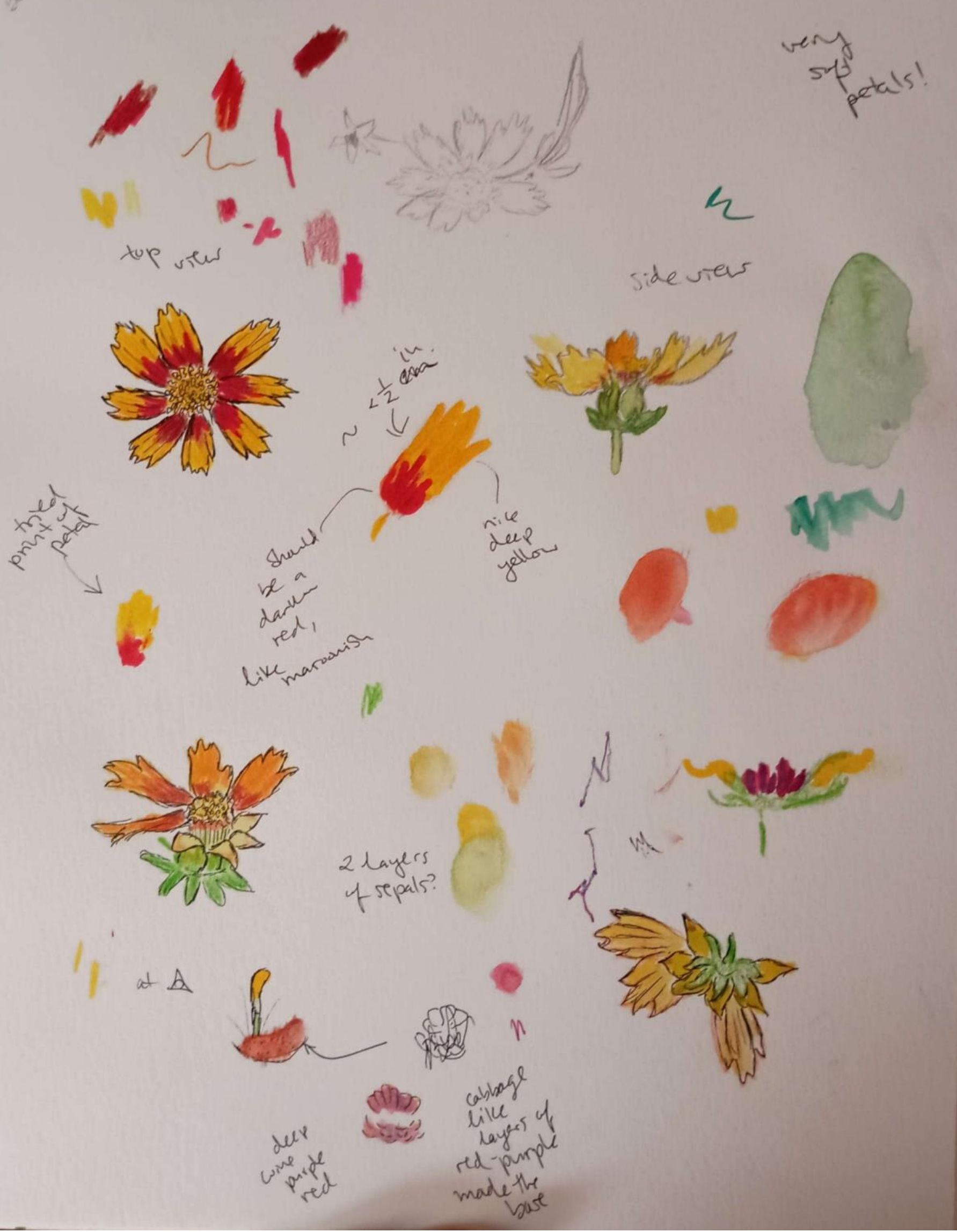 flower study spread-Watercolor and Pen
